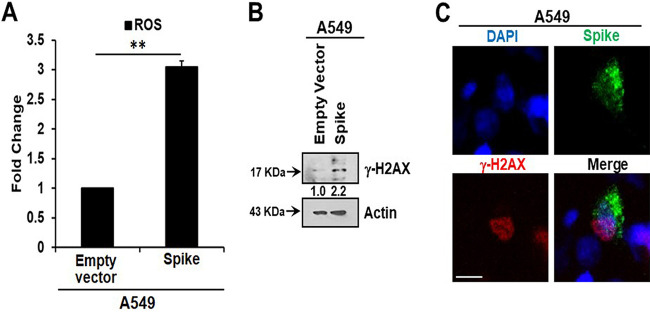 FIG 2