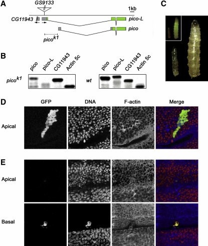 Figure 1