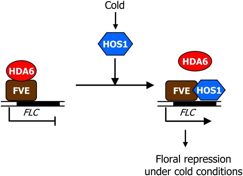 Figure 7.