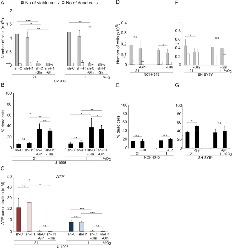 Myc-induced glutaminolysis bypasses HIF-driven glycolysis in hypoxic ...