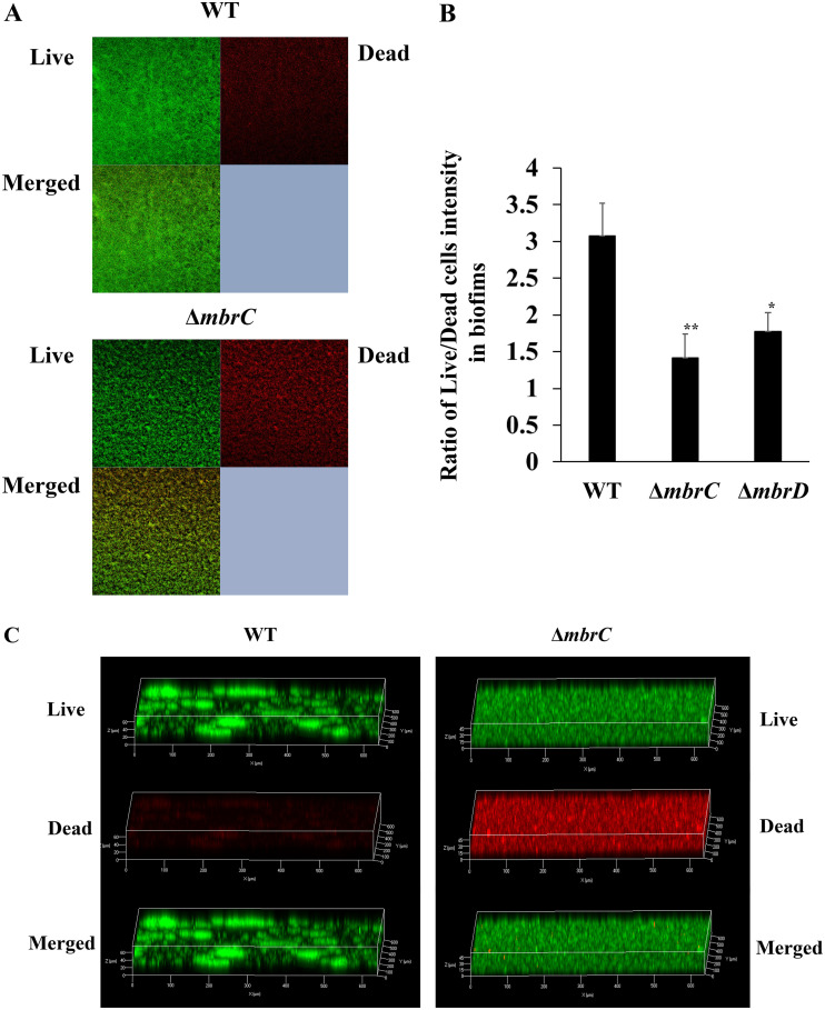 FIG 3