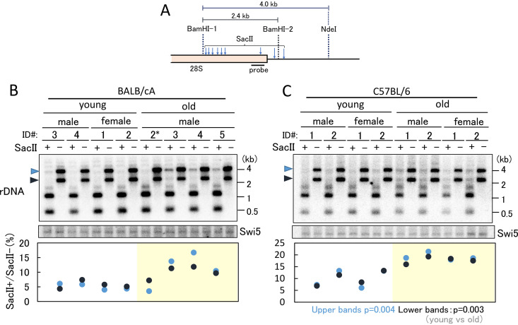 FIG 6