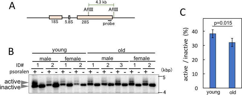 FIG 5