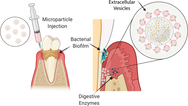 graphic file with name nihms-1786613-f0001.jpg