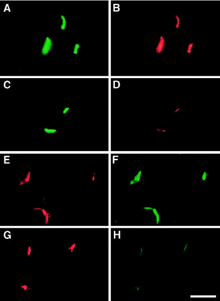 Figure  2