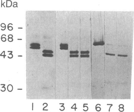 graphic file with name pnas00248-0123-a.jpg