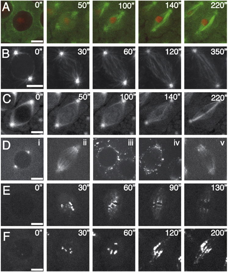 Figure 4