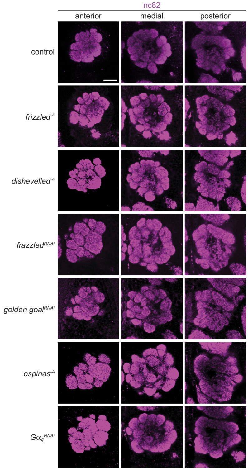 Figure 8—figure supplement 1.