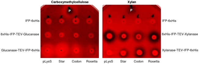 Figure 12