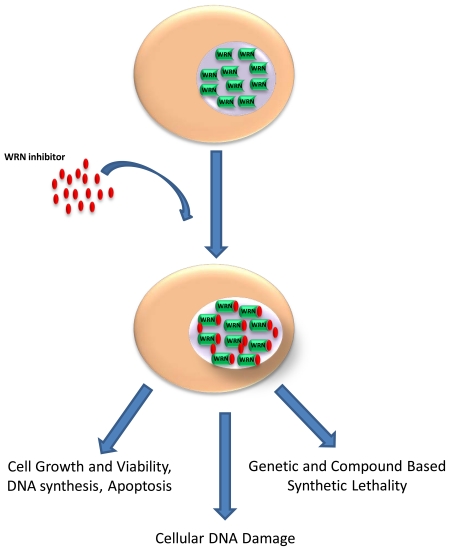 graphic file with name nihms-778070-f0001.jpg