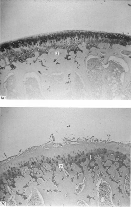 Fig. 1 (cont.)