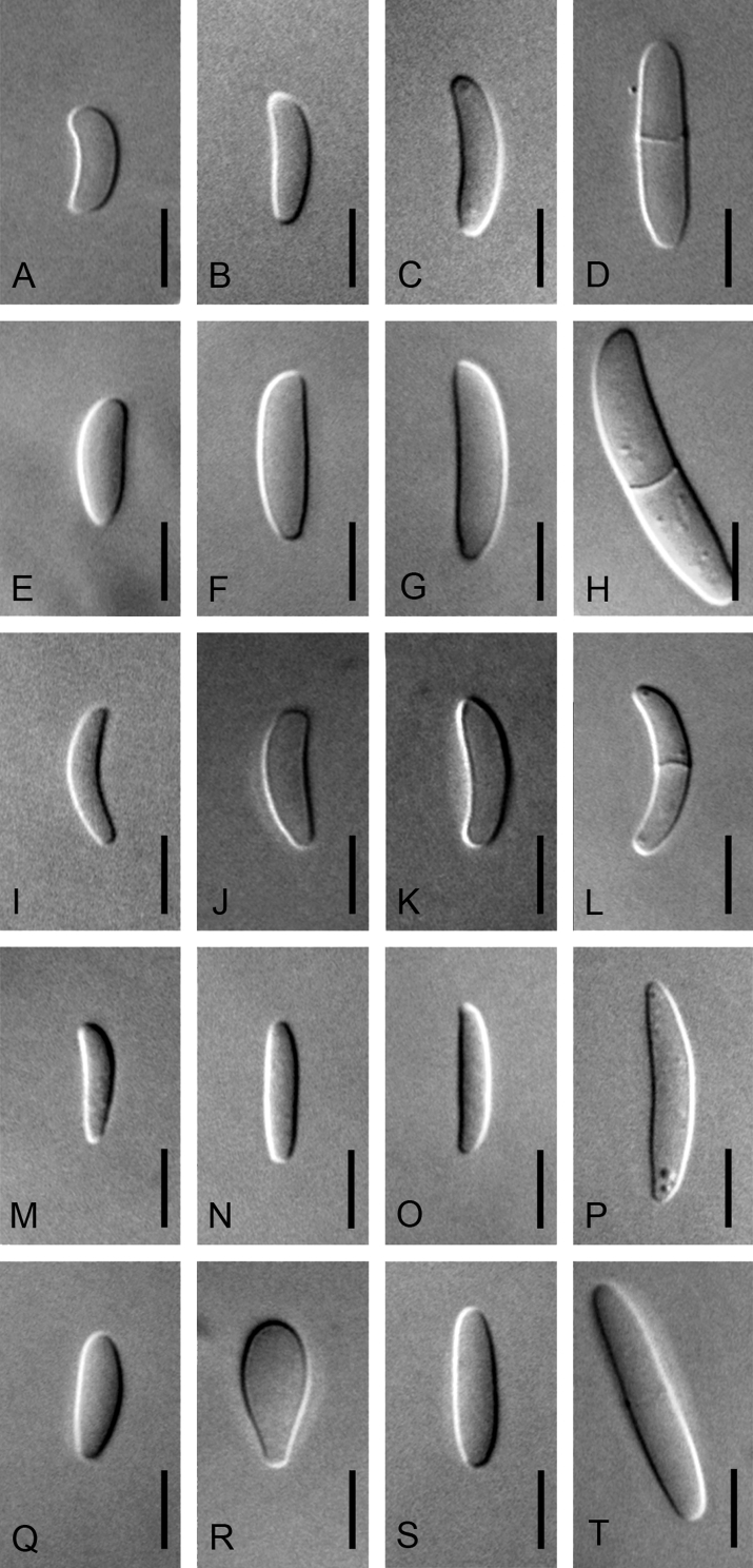 Fig. 7