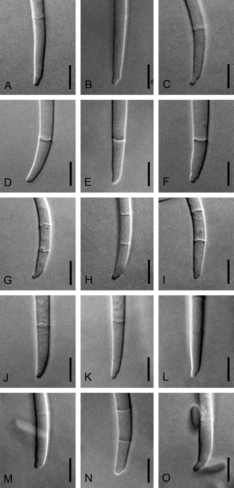 Fig. 6