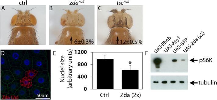 FIGURE 9: