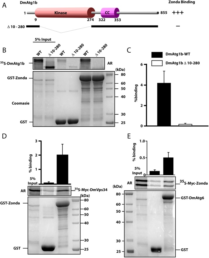 FIGURE 4: