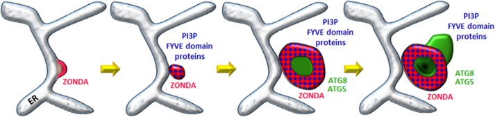 FIGURE 10: