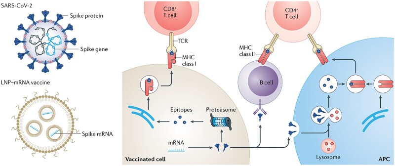 Figure 12.