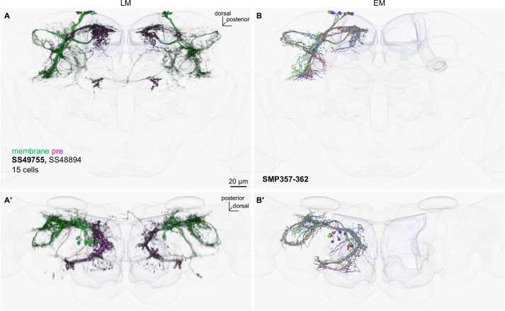 Figure 2—figure supplement 4.