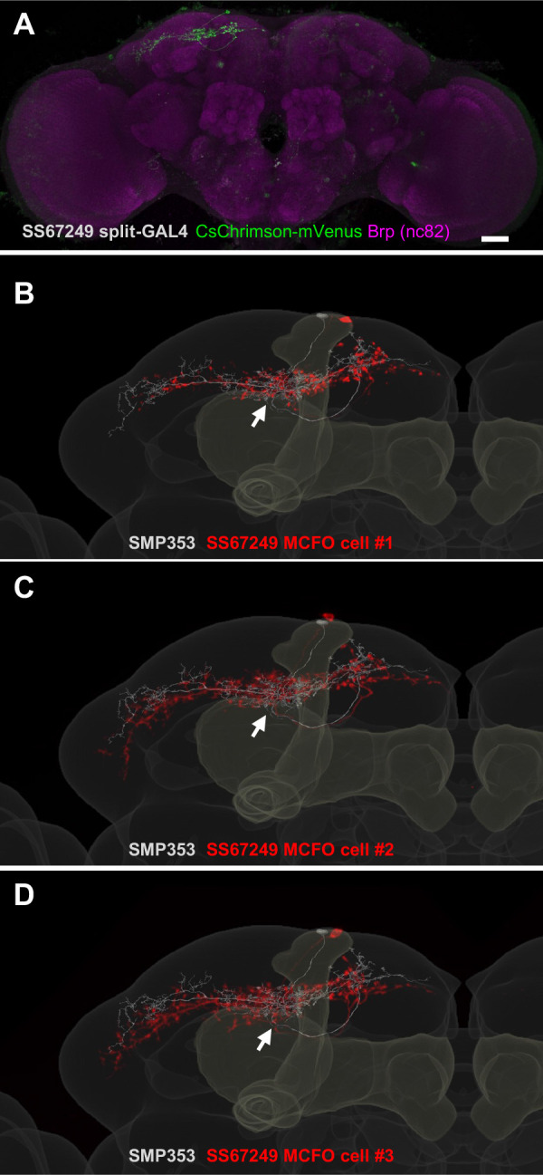 Figure 5—figure supplement 1.