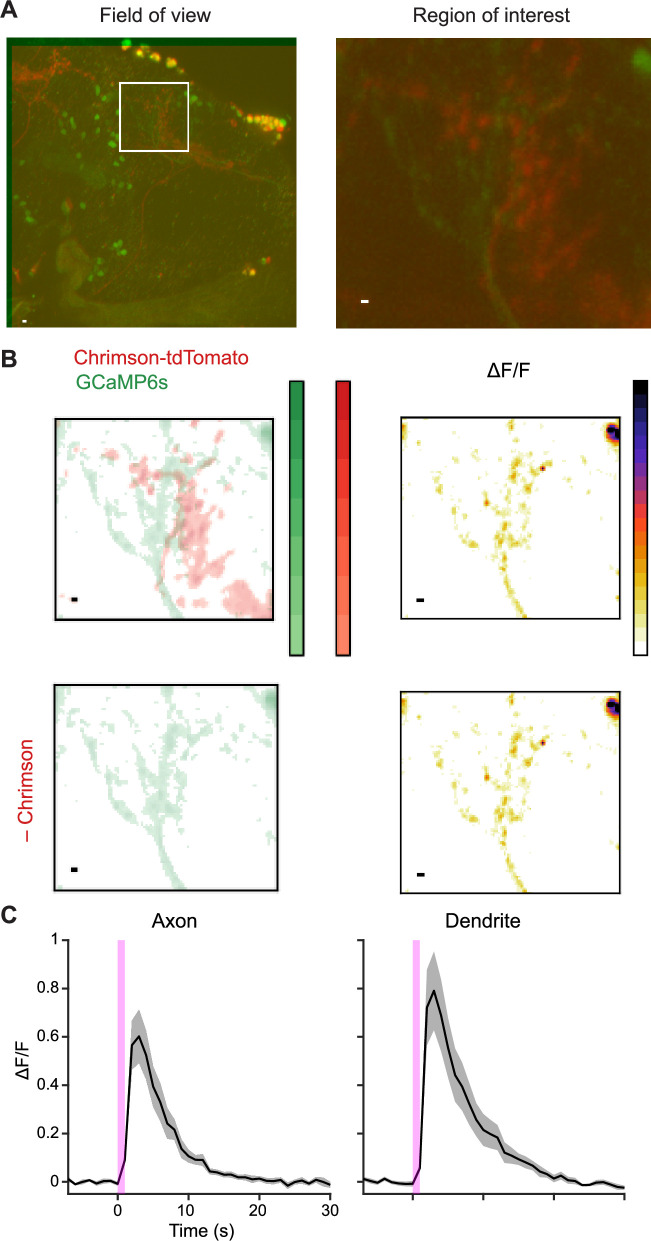 Figure 4—figure supplement 1.