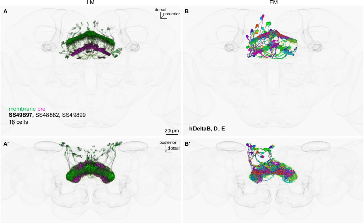 Figure 2—figure supplement 3.