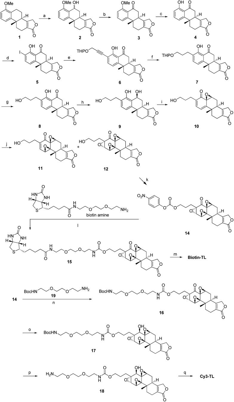 Scheme 1