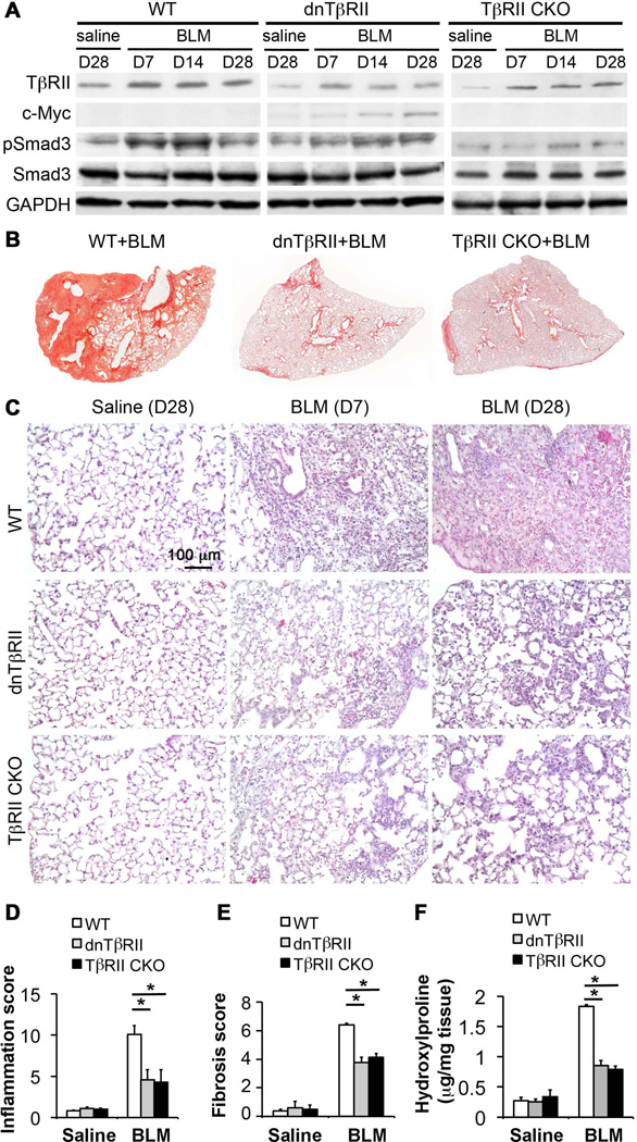 Fig.1