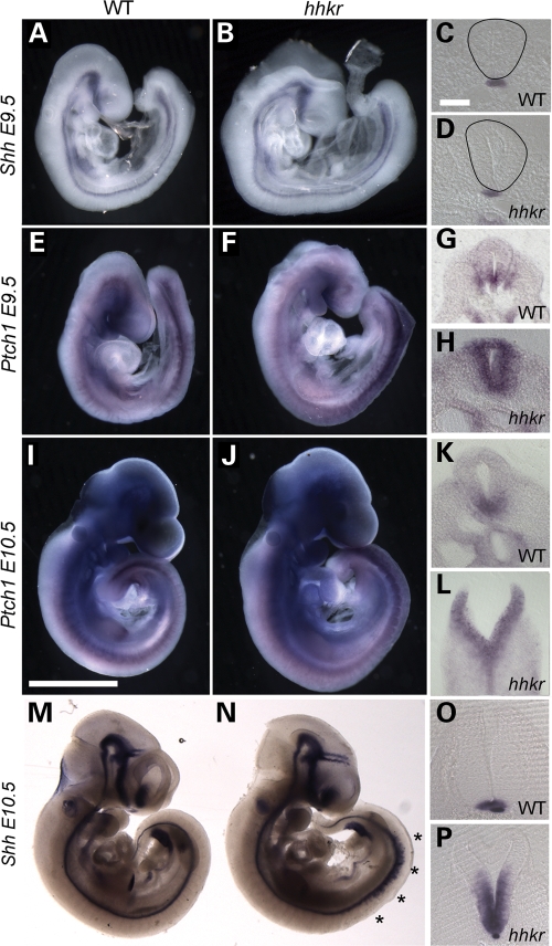 Figure 4.