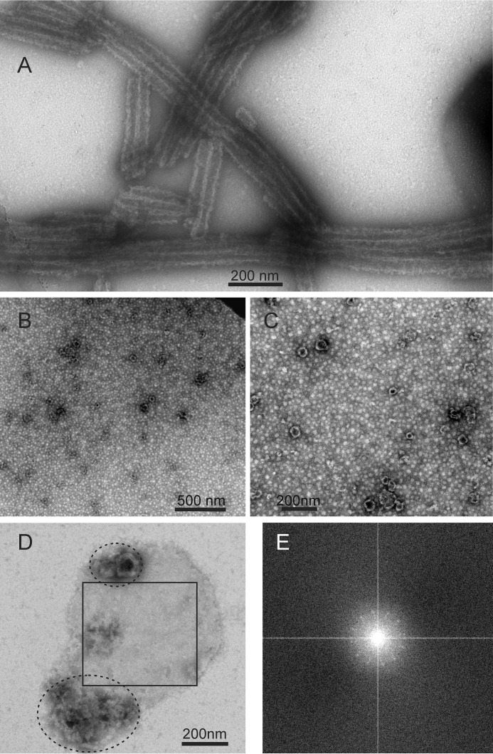 FIGURE 1.