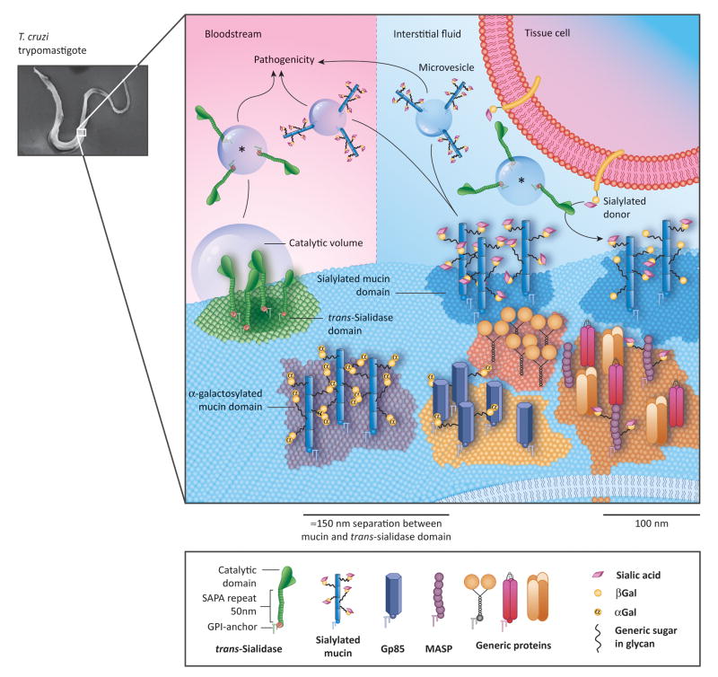 Figure 3 (Key Figure)