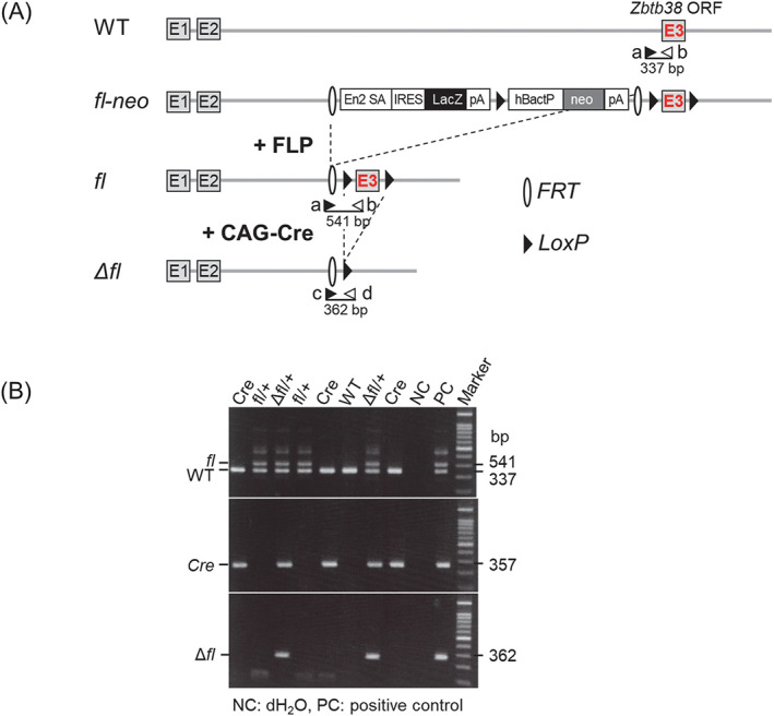 FIGURE 2