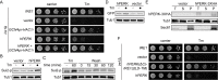 Figure 1.
<b>
Human PERK chimeric protein fully rescues yeast
<i>ire1</i>
Δ growth defect upon ER stress
</b>