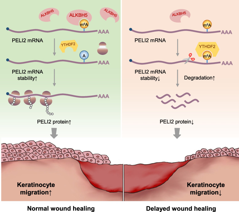 graphic file with name 41232_2023_288_Figa_HTML.jpg