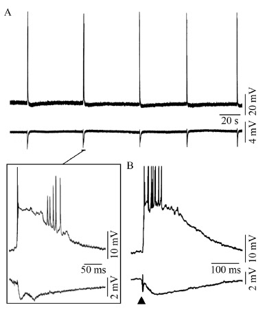 Fig. (2)