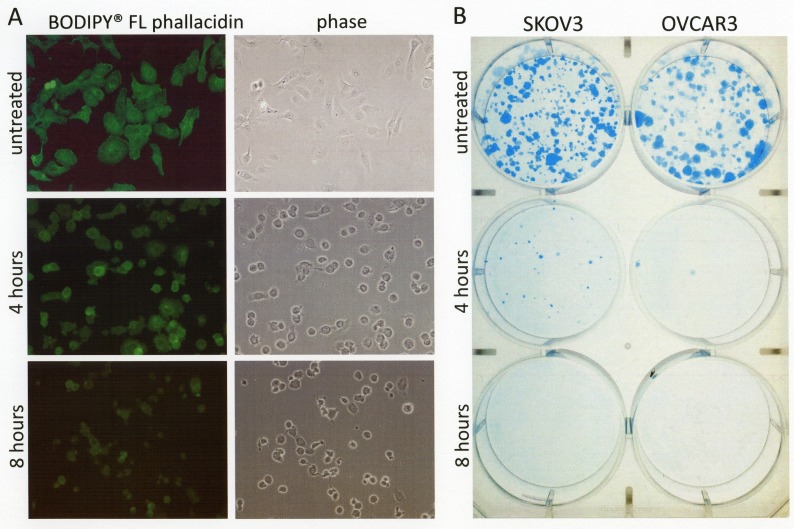 Fig 6