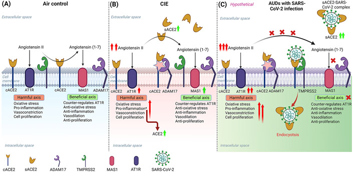 Figure 11: