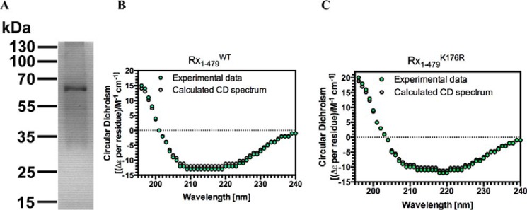 FIGURE 2.