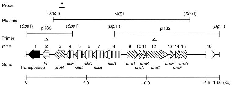 FIG. 1