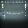 [Table/Fig-3]: