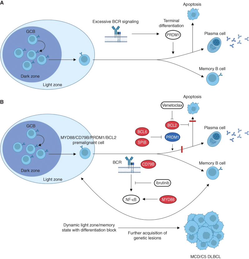 Figure 1. Oncogenic and tumor suppressor programs in MCD/C5 DLBCL. A, In wild-type B-cells, upon excessive activation of BCR-dependent signaling pathways, as seen with oncogenic alterations or autoreactivity, PRDM1 acts as a tumor suppressor by activating the plasma cell program, leading to terminal differentiation and apoptosis. B, MYD88 and CD79B mutations lead to constitutive activation of the BCR-dependent NF-κB pathway. This excessive pathway activation would normally lead to terminal differentiation and apoptosis, which are respectively prevented by PRDM1 loss (or SPIB overexpression) and BCL2 overexpression. As a result, MYD88/CD79B/PRDM1/BCL2 mutant B-cells are blocked in a dynamic state between the germinal center light zone and memory phenotypes and are unable to undergo plasmablastic differentiation. This state primes premalignant B cells to accumulate further genetic lesions and fully transform into MCD/C5 DLBCL. Combination of downregulation of the NF-κB pathway with the BTK inhibitor ibrutinib and reactivation of the apoptotic program with the BCL2 inhibitor venetoclax is therefore a promising therapeutic strategy in MCD/C5 DLBCL, as shown in preclinical studies and early-phase clinical trials. Genes labeled in red represent activating lesions, while genes in blue are inactivating lesions. Red bars represent pathways blocks resulting from genetic lesions. Abbreviations: BCR, B-cell receptor; GC, germinal center.