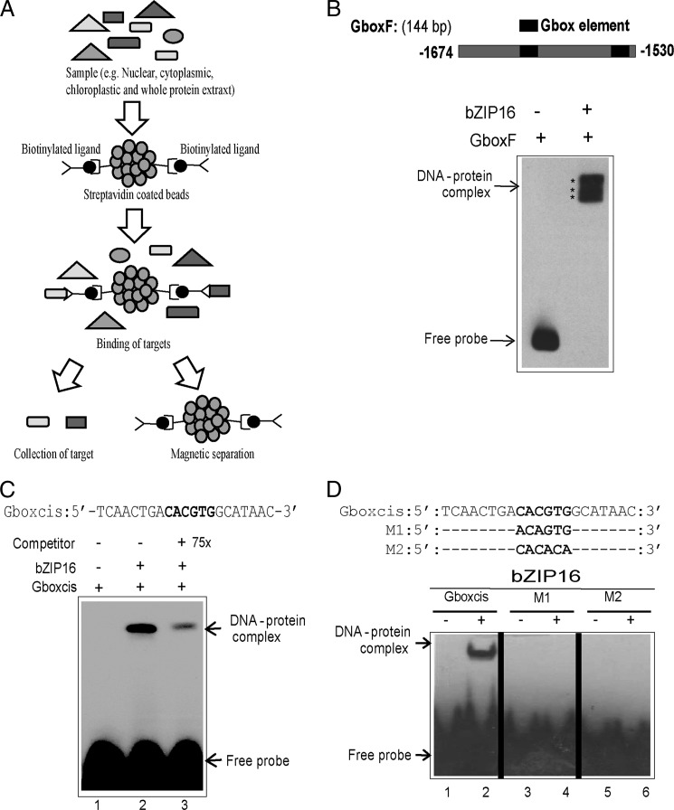 FIGURE 1.