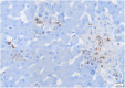 Fig. 11