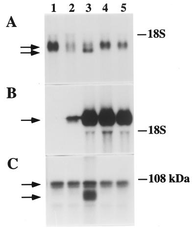 FIG. 12