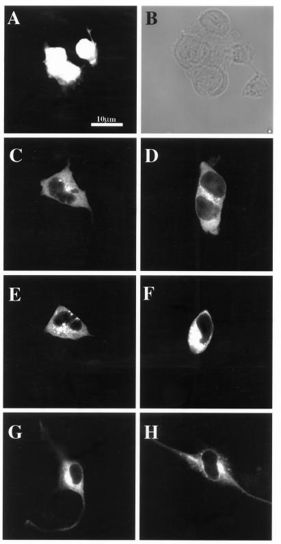 FIG. 11