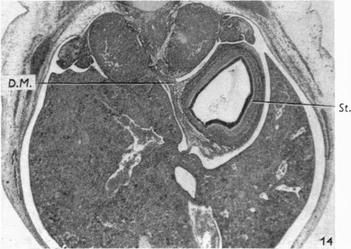 Fig. 14