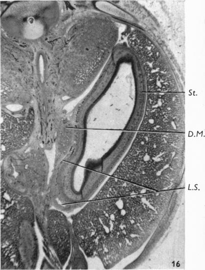 Fig. 16