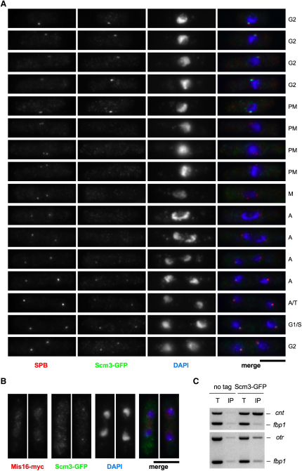 Figure 2