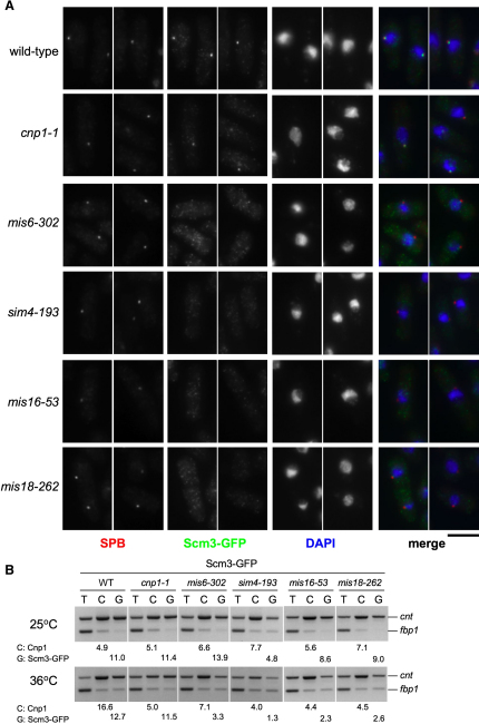 Figure 5