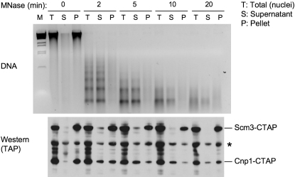 Figure 4