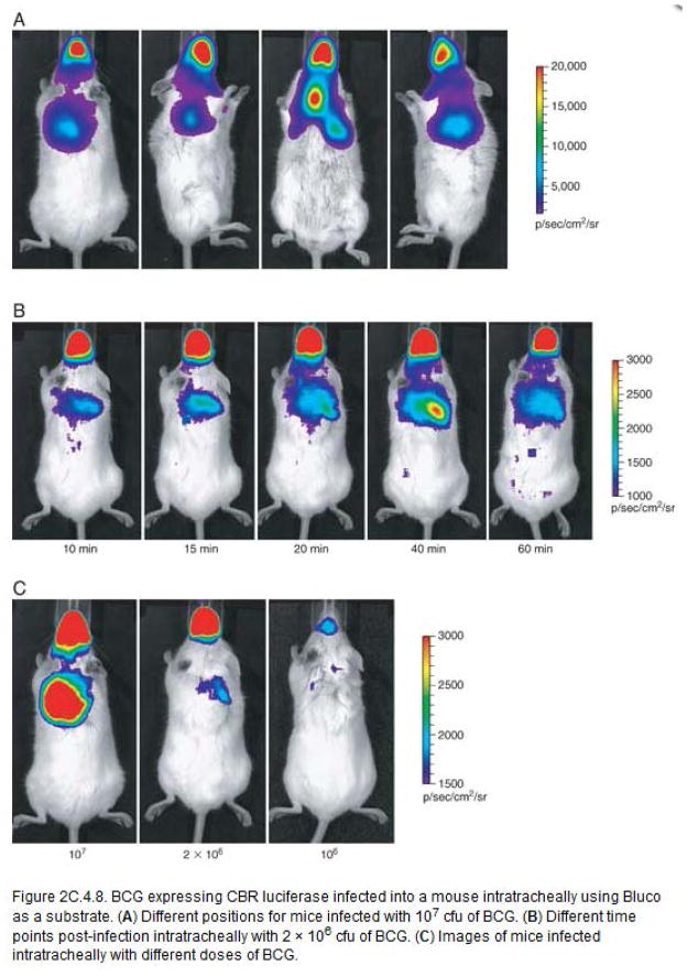 Fig. 8